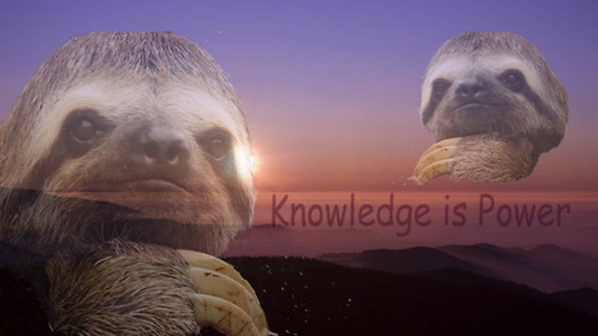 see? even the koala knows it